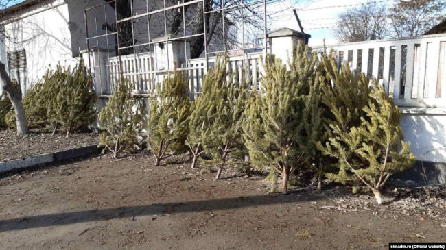 В Симферополе образовались стихийные свалки елей и сосен