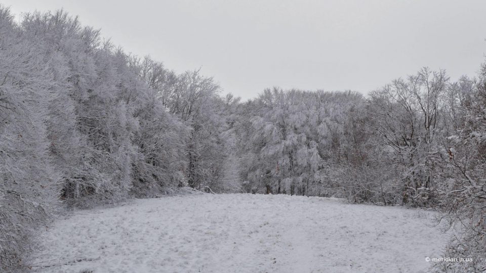 снег в лесу