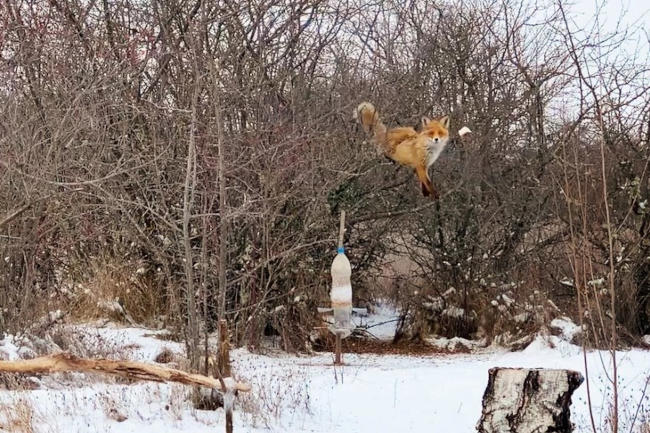 лиса залезла на дерево за салом