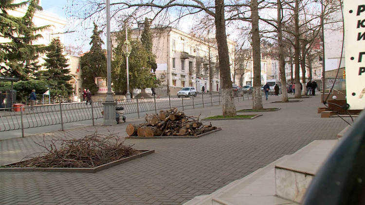 на улице Адмирала Октябрьского, 7 были спилены два платана. На месте лежали сложенные в кучу пеньки и ветки