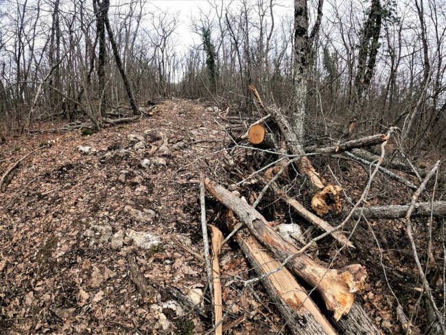 вырубка леса в районе села Терновка