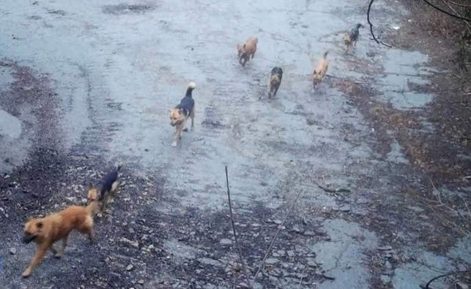 На Южном берегу Крыма бродячие собаки охотятся в лесу на диких животных