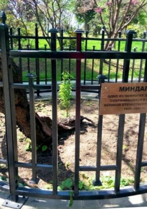 В Севастополе на Малаховом кургане растет старый миндаль, сохранившийся с довоенных лет