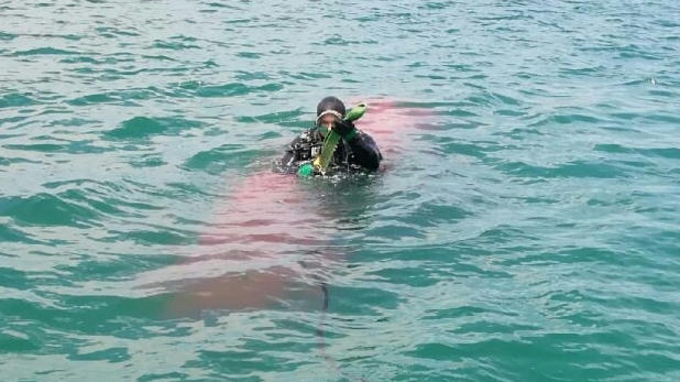 штурмовик Ил-2 подняли со дна Черного моря в районе Керчи