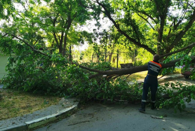 упавшее на проезжую часть дороги дерево