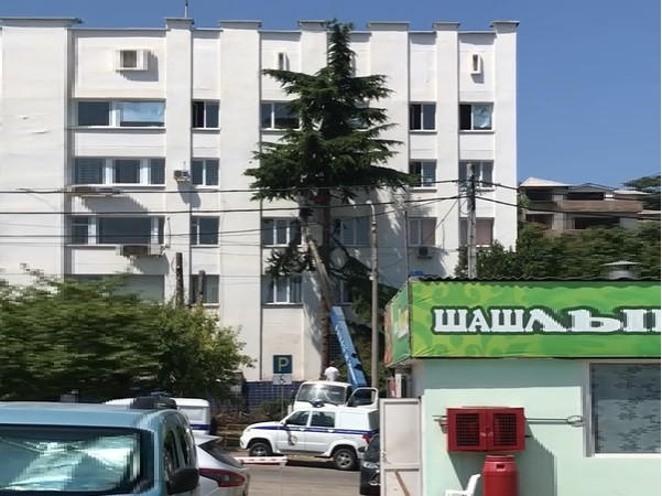 Рядом с полицией Севастополя спилили два кедра