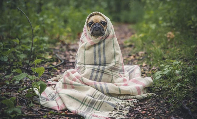 мопс
