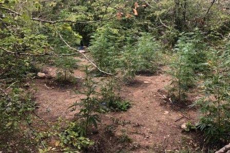 Незаконные посадки конопли нашли в нескольких километрах от Судака