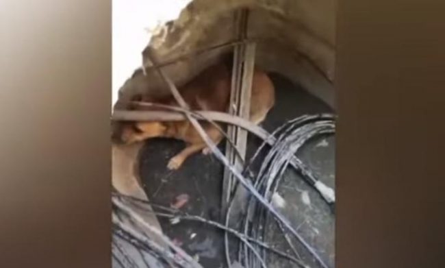В Севастополе спасли собаку из технического колодца