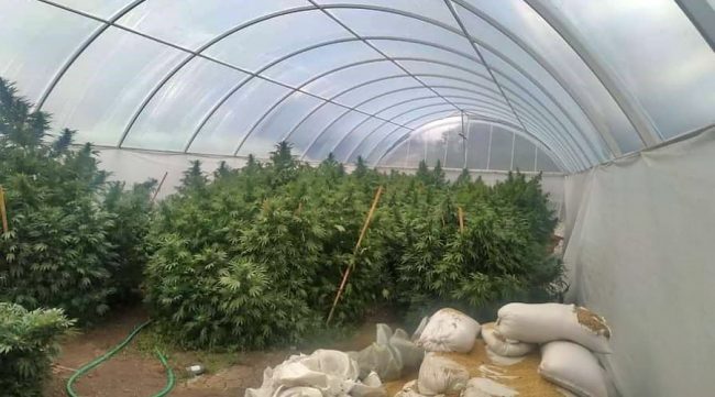 Полицейские изъяли у жителя Кировского района Крыма 17 кустов конопли, которые он выращивал в теплице.