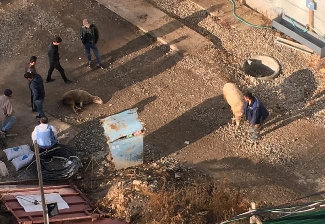 Приезжие рабочие убивают баранов прямо под окнами симферопольцев