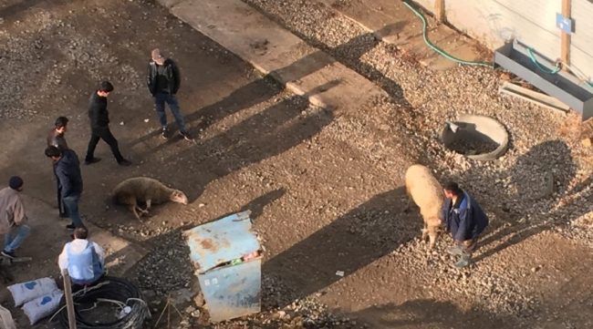 В Симферополе рабочие на стройке жилищного комплекса «Академия» на улице Беспалова разделывают и готовят баранину