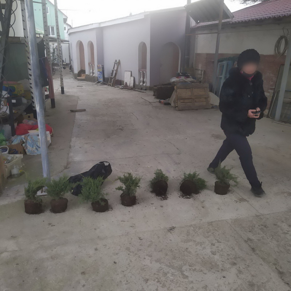 Крымчанка украла кусты можжевельника
