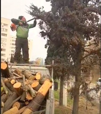 Кипарисы в Севастополе засохли из-за благоустройства