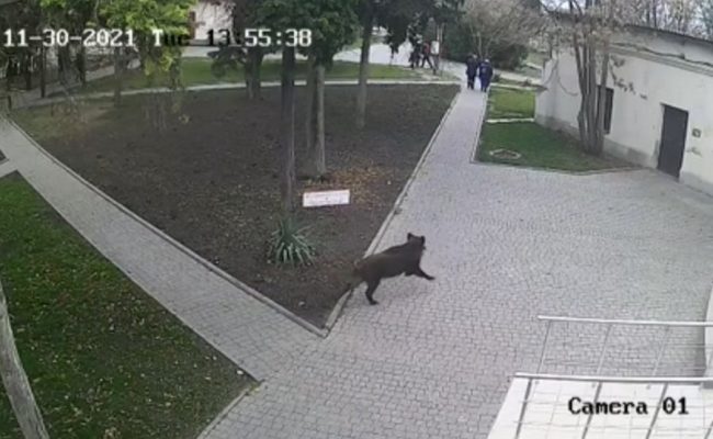 «задержание» дикого кабана в музее Севастополя