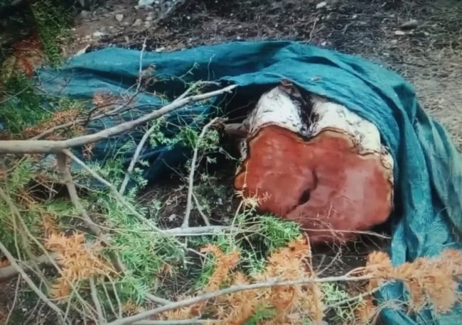 в Форосском парке-памятнике садово-паркового искусства вот так: в конце декабря уничтожено очередное реликтовое краснокнижное дерево – тис ягодный. Толщина ствола 50 см, специалисты оценили возраст в 300-350 лет