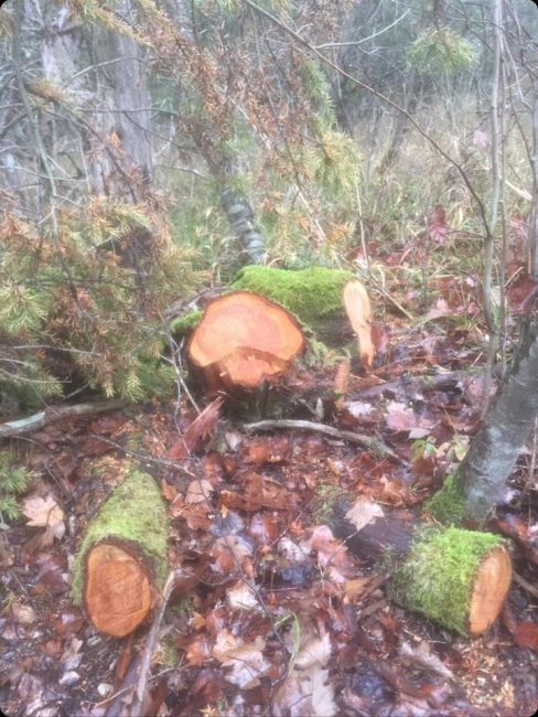 на территории заказника «Байдарский» вырублено 45 деревьев вида Можжевельник дельтовидный