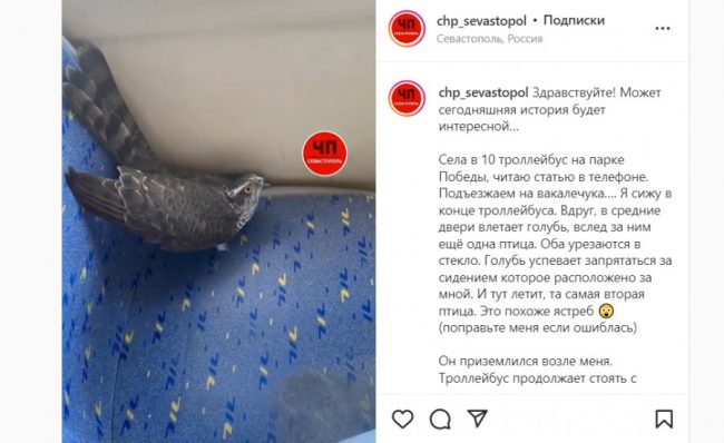 Ястреб пытался поймать голубя в севастопольском троллейбусе