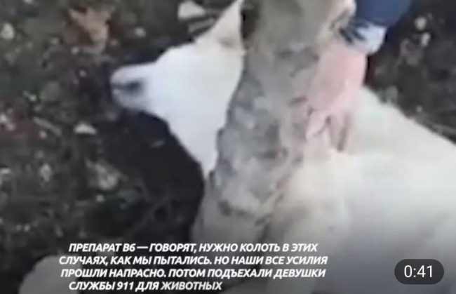 В Гагаринском районе Севастополя массово отравили собак