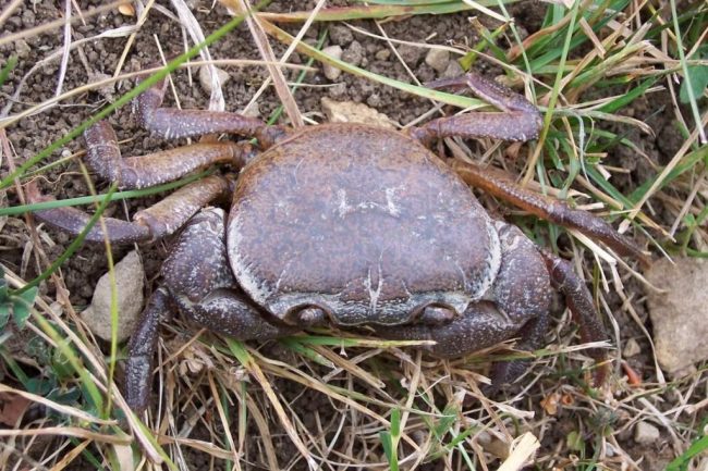 Пресноводный краб из семейства Potamidae встречается в Южной Европе, на Кавказе, в Крыму и в Центральной Азии в чистых горных ручьях, реках, озёрах или около них