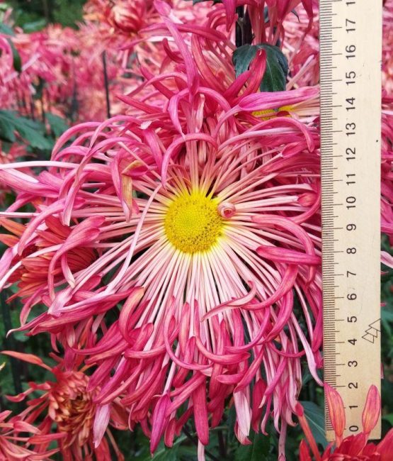 хризантемы-гиганты