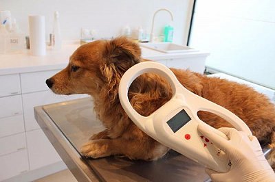 Владельцам собак предстоит чипировать животных для присвоения им идентификационного номера. В чип будет занесена информация о собственнике собаки