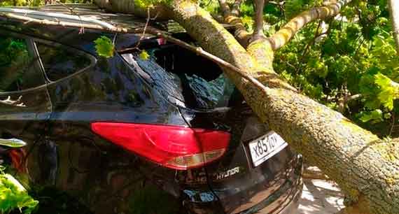 В Севастополе на улице Боцманской на легковой автомобиль Hyundai упало дерево