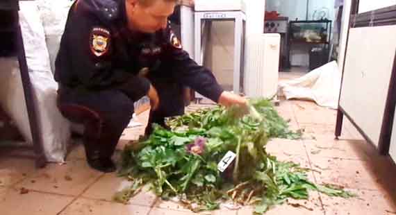 Полицейские изъяли более 600 кустов мака и конопли со следами культивации в Ленинском районе Крыма