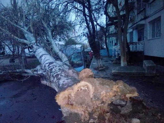 Рухнувший в Севастополе гигантский тополь поднял на дыбы автомобиль