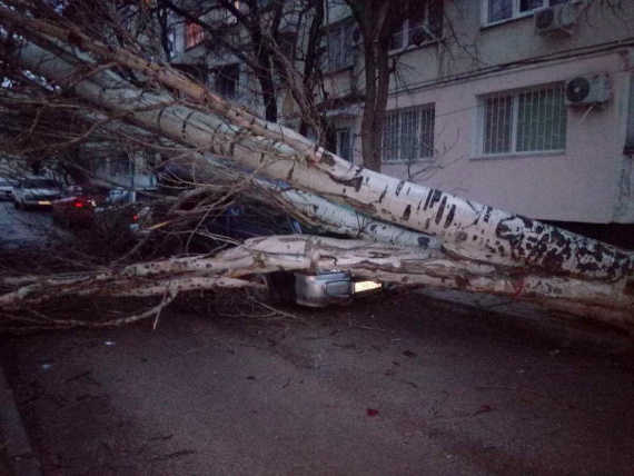В Севастополе на улице Николая Музыки рядом с домом 88а на припаркованный автомобиль упал гигантский тополь