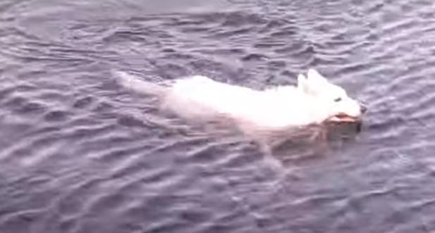 В Севастополе две собаки, купающиеся в море на пляже парка Победы, попали в объектив камер севастопольцев.