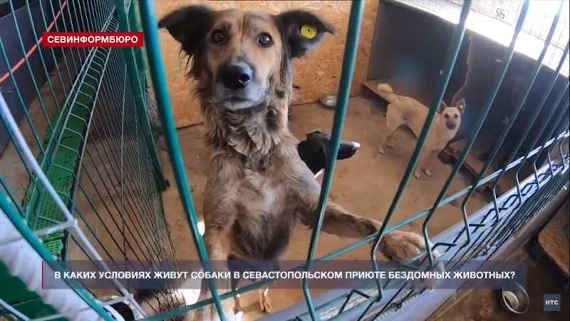 как живут собаки в севастопольском приюте бездомных животных 