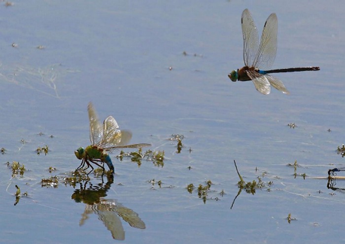 Два вида дозорщиков – самка Anax imperator откладывает яйца, рядом пролетает самец Anax parthenope