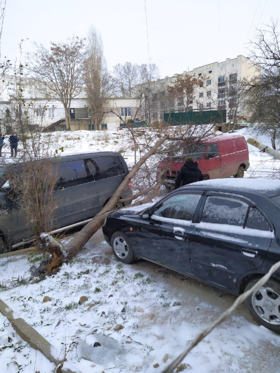 Напротив ГУПС "Север" во дворе Михайловской 9 упало дерево задев две машины 