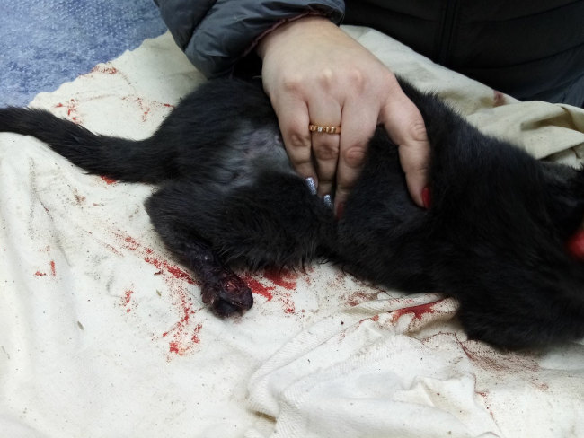 В Севастополе котенок залез под двигатель автомобиля погреться и попал лапами в ремень генератора