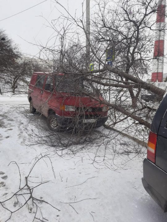 Упавшее дерево привалило два автомобиля в Севастополе
