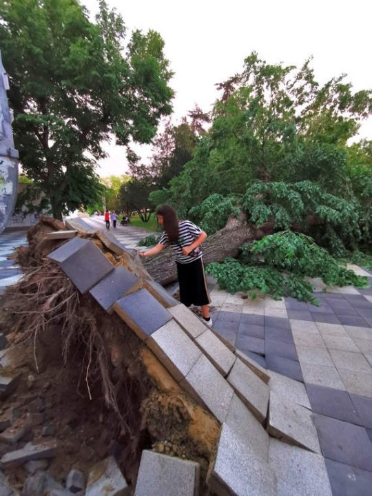 В столице Крыма у кинотеатра «Симферополь» рухнуло огромное дерево