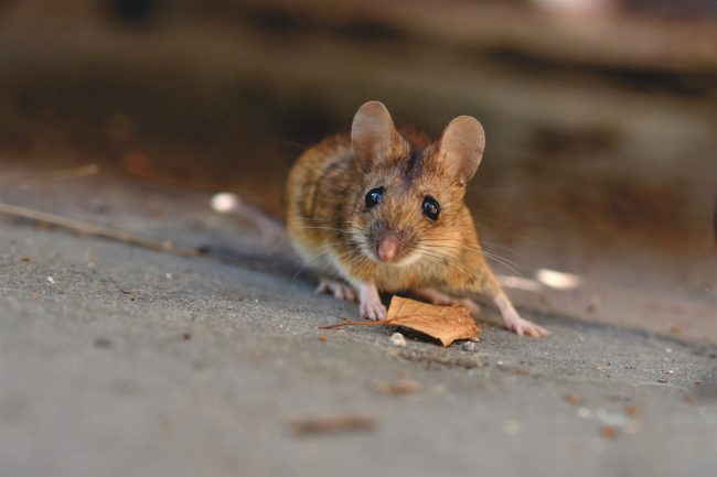 поголовье мышей