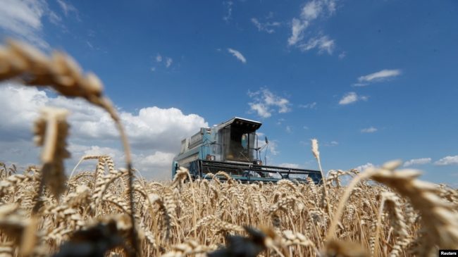 украинская пшеница